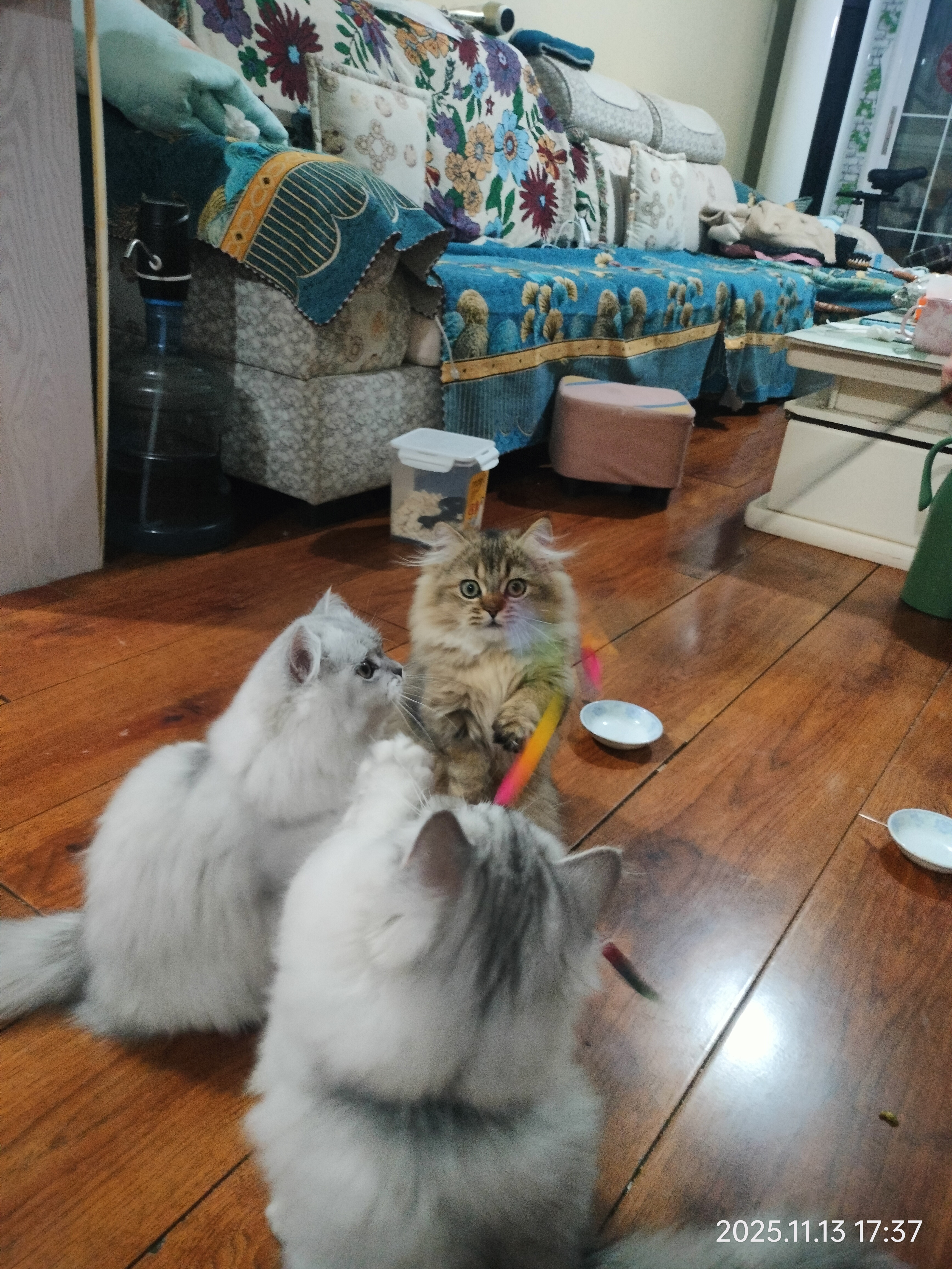 自家养育金渐层，超优雅、超可爱、超懂事……